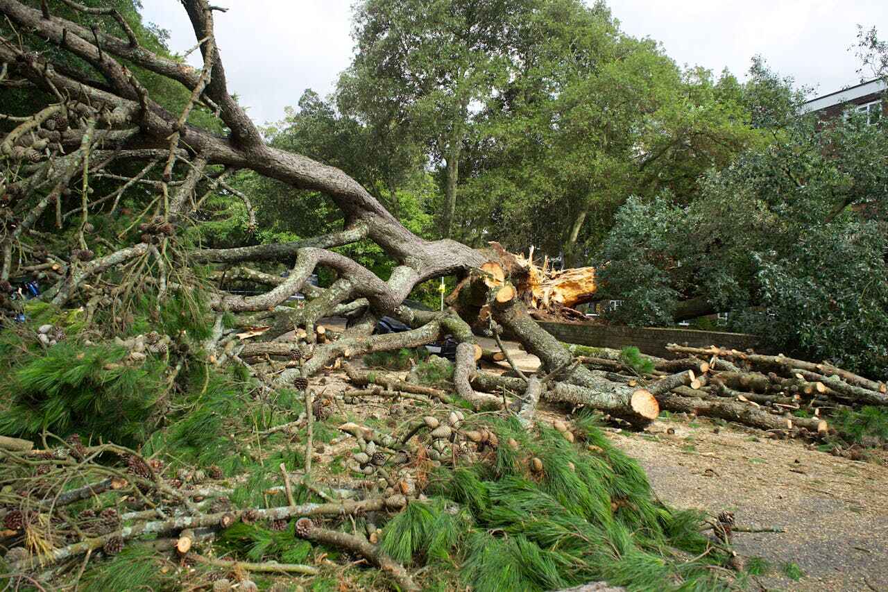 The Steps Involved in Our Tree Care Process in Anderson, MO